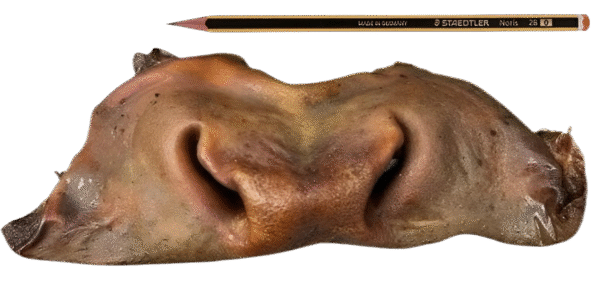 Beef Snout Dog Chew Long Lasting Dental Hygene Natural Heathy Hypoallergenic - Image 2