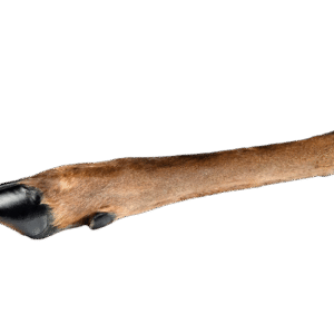 Hairy Deer Leg Natural Goodness Crunchy Dental Health