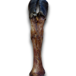 Champ-treats Postman's Leg Bone Long Lasting Chew Big Dog Dental Hygene